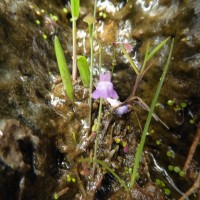 Utricularia graminifolia Vahl